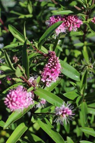 Hebe 'Strawberries and Cream' Devil Mountain Wholesale Nursery